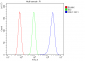 Anti-CDK1 Antibody Picoband™ (monoclonal, 2G11)